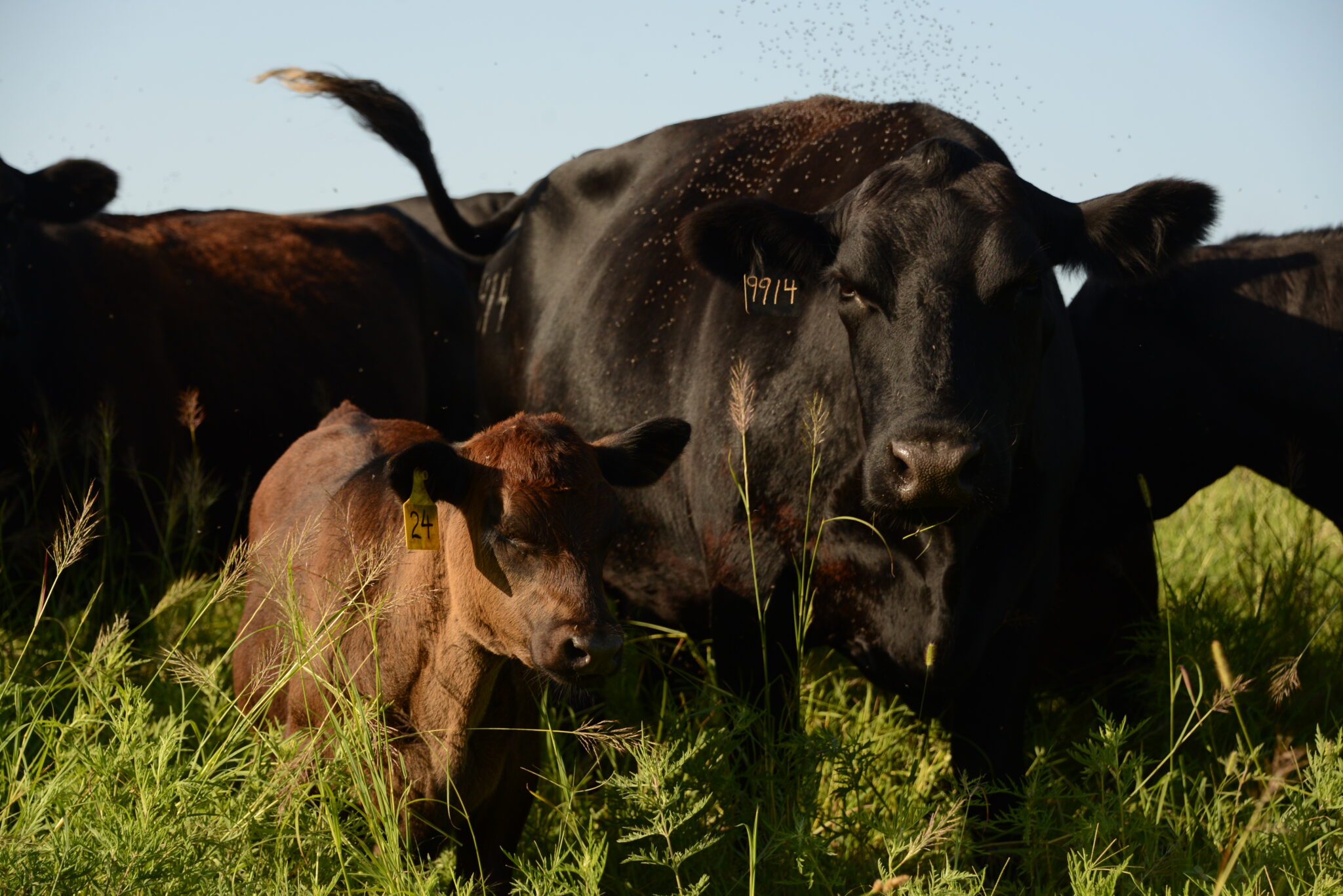Stop the Swarm: Fly Control Options for Cow/Calf Operations - Okmulgee ...